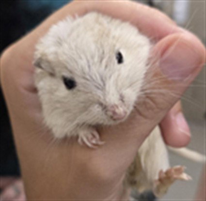SQUEAKY