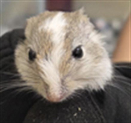 NIBBLES