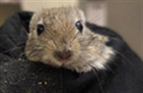 PEANUT