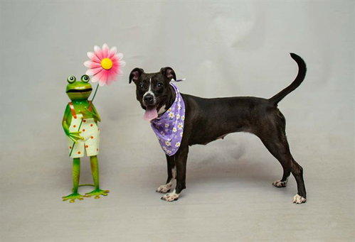 VENUS, an adoptable Terrier in Sanford, FL