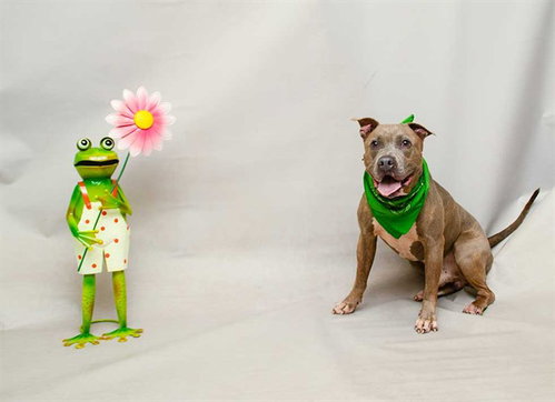 JIMBO, an adoptable Terrier in Sanford, FL