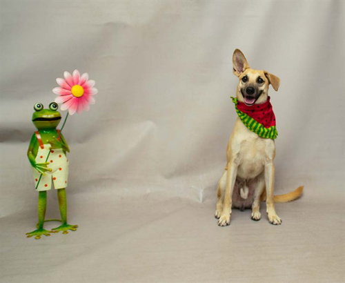 FRANCIS, an adoptable Terrier in Sanford, FL