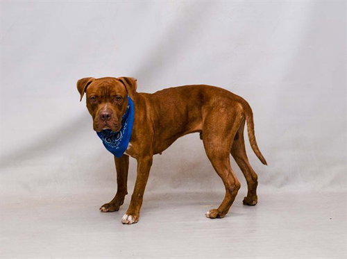 BUBBA, an adoptable American Bulldog in Sanford, FL