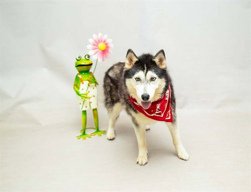 MOLLY, an adoptable Siberian Husky in Sanford, FL