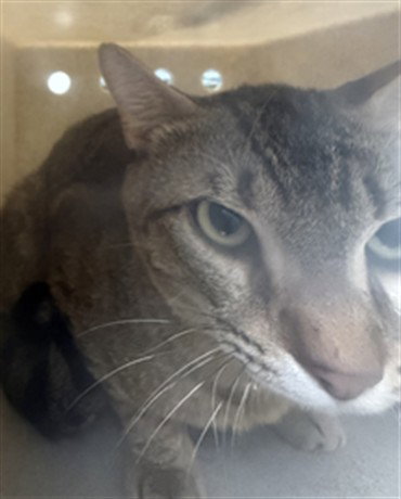 GOVERNOR, Adult Domestic Short Hair (medium coat), cat for adoption in Port Orange, Florida