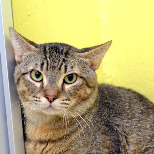 GOVERNOR, an adoptable Domestic Short Hair in Sanford, FL