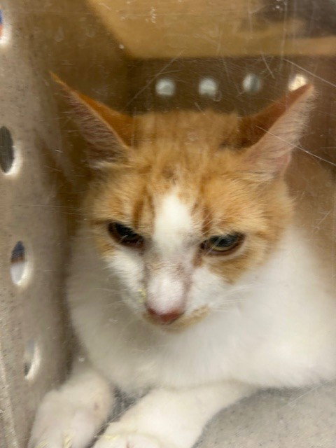 CREAMSICLE, Adult Domestic Short Hair (medium coat), cat for adoption in Port Orange, Florida