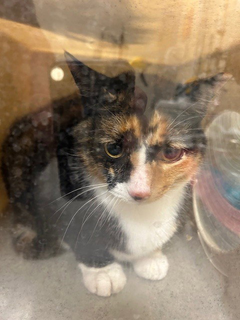 MOUSEY, Adult Domestic Short Hair (medium coat), cat for adoption in Port Orange, Florida