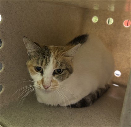 LUCY, Adult Domestic Short Hair (medium coat), cat for adoption in Port Orange, Florida