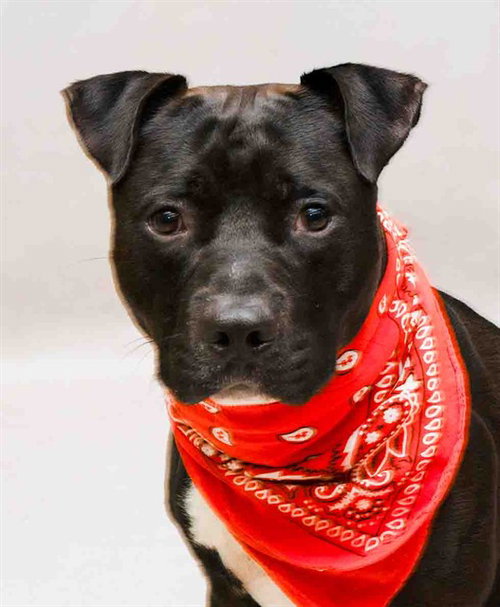 KUTTI, an adoptable Terrier in Sanford, FL