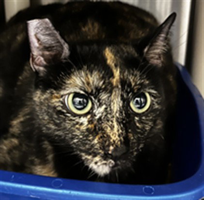 LIBERTY, Adult Domestic Short Hair (medium coat), cat for adoption in Port Orange, Florida