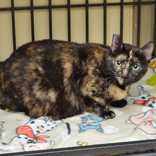 LIBERTY, an adoptable Domestic Short Hair in Sanford, FL