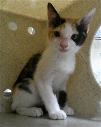 FIRECRACKER, Baby Domestic Short Hair (medium coat), cat for adoption in St. Cloud, Florida