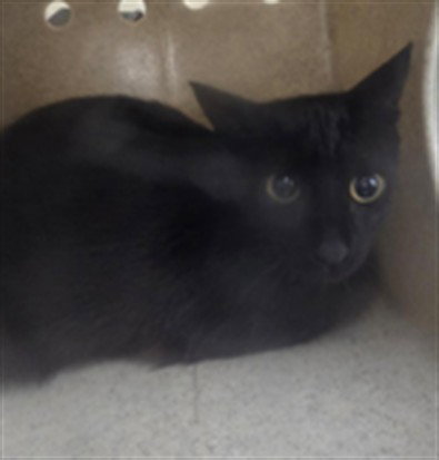 INDY, Adult Domestic Short Hair (medium coat), cat for adoption in St. Cloud, Florida