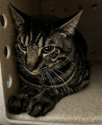 BRUCE, Young Domestic Short Hair (medium coat), cat for adoption in St. Cloud, Florida
