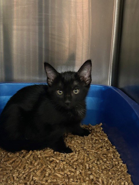 POPPER, Baby Domestic Short Hair (medium coat), cat for adoption in St. Cloud, Florida