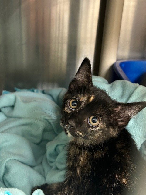 FREEDOM, Baby Domestic Short Hair (medium coat), cat for adoption in St. Cloud, Florida