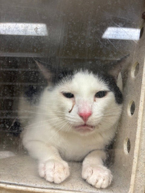 BOSTON, Adult Domestic Short Hair (medium coat), cat for adoption in St. Cloud, Florida