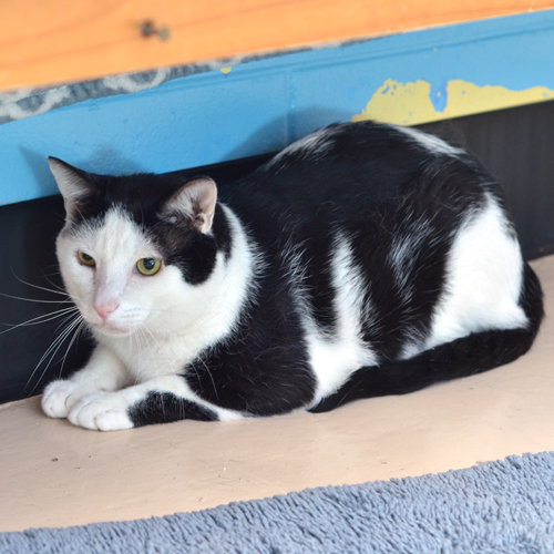 BOSTON(WORKING CAT), an adoptable Domestic Short Hair in Sanford, FL