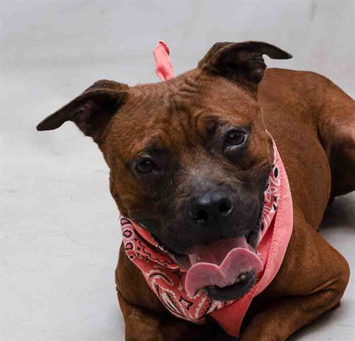 DELTA, an adoptable Terrier in Sanford, FL