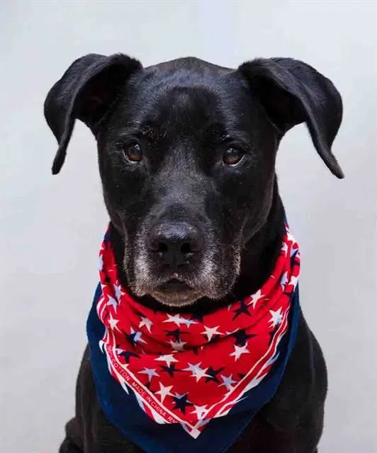 Ranger - Labrador Retriever