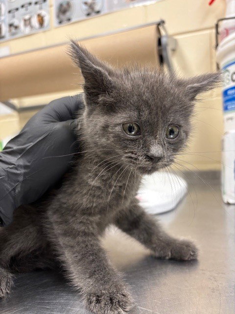 BUBBA, Baby Domestic Medium Hair (medium coat), cat for adoption in St. Cloud, Florida