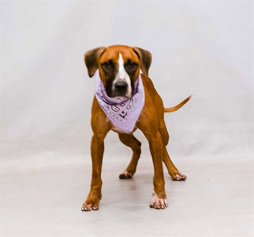 WILBUR, an adoptable Terrier in Sanford, FL