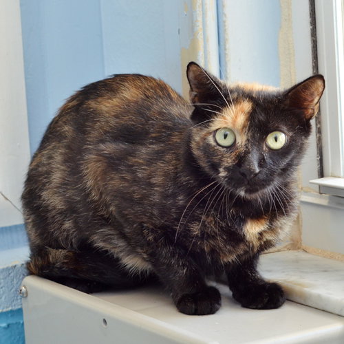 FIRECRACKER, an adoptable Domestic Short Hair in Sanford, FL