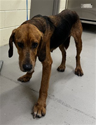 ARIEL, an adoptable Hound in Sanford, FL
