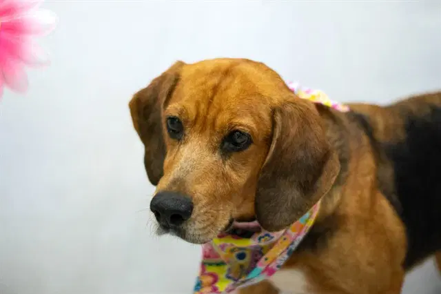 Ariel - Hound