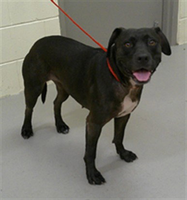 BLANCA, an adoptable Labrador Retriever in Sanford, FL