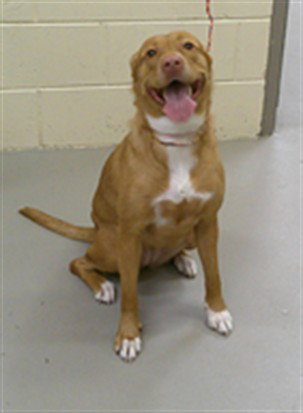 LIA, an adoptable Labrador Retriever in Sanford, FL