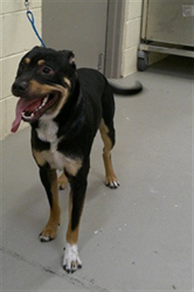 BENNY, an adoptable Rottweiler in Sanford, FL