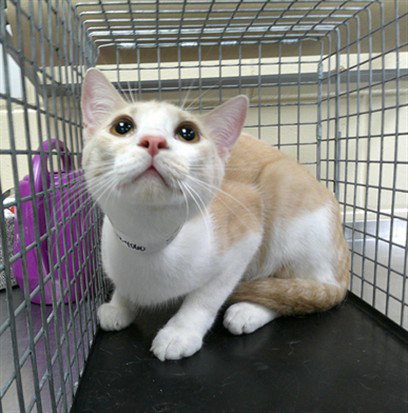 Simba