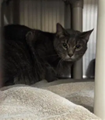 Pan - Domestic Short Hair