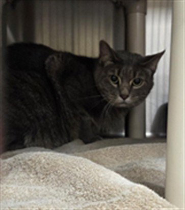 picture of the cat needing adoption