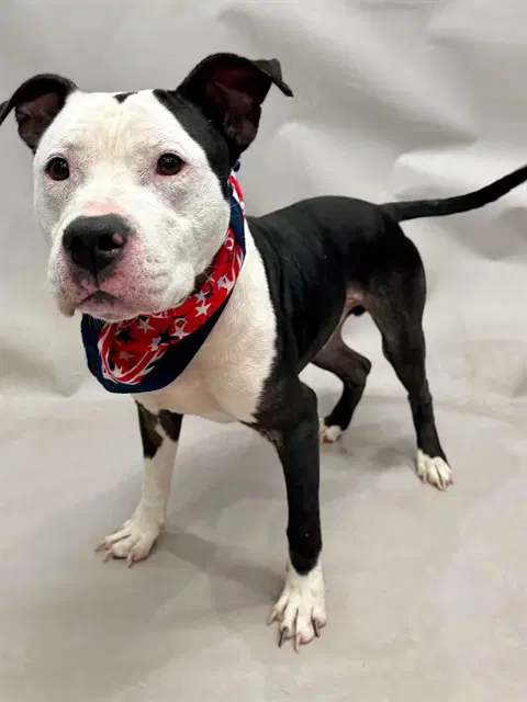 Shadow - Pit Bull Terrier
