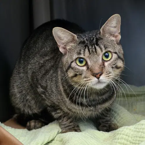 Gengar - Domestic Short Hair