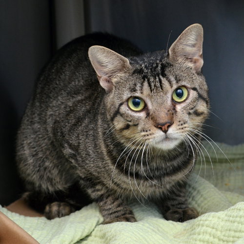 picture of the cat needing adoption
