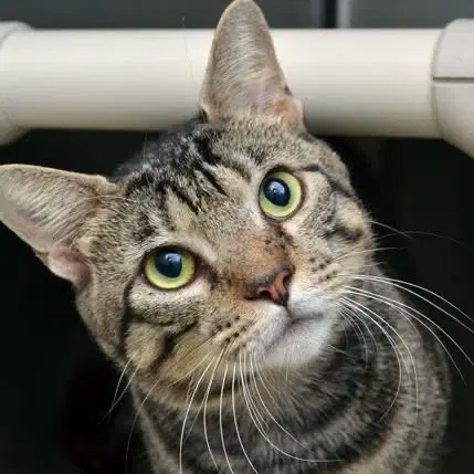 Gengar - Domestic Short Hair