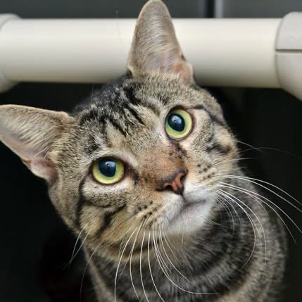 GENGAR, a cat for adoption from Seminole County Animal Services