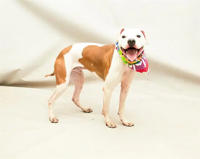Cody - Boxer