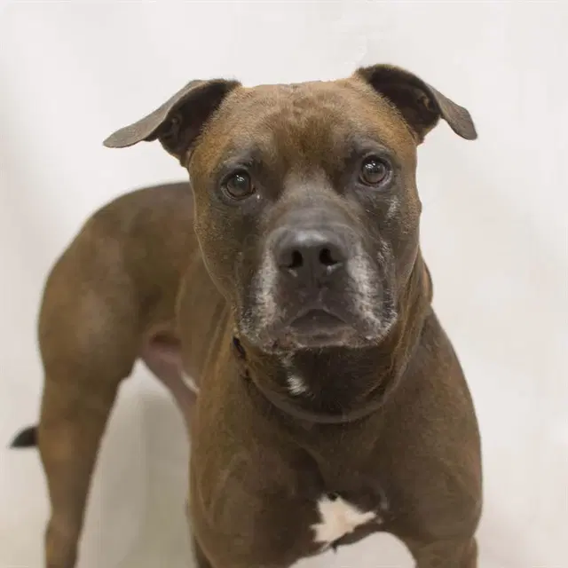 Clyde - Staffordshire Bull Terrier