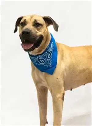 Scooby - Terrier