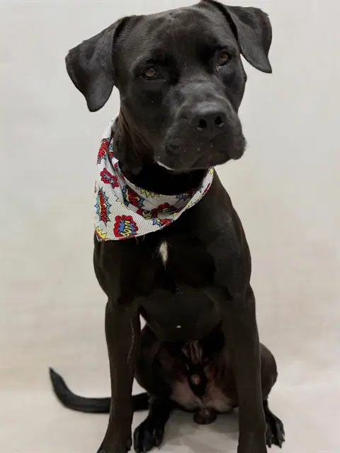 Tj - Labrador Retriever