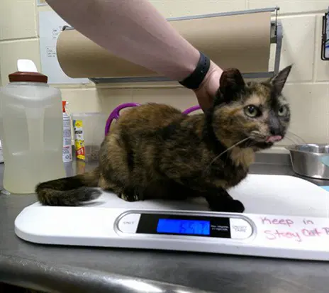 Jamie - Domestic Short Hair