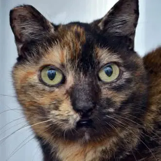 Jamie - Domestic Short Hair