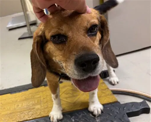 Penny - Beagle