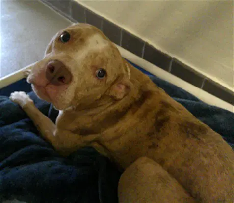 Maci image 1