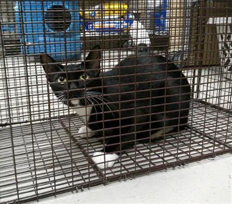 Diglett - Domestic Short Hair